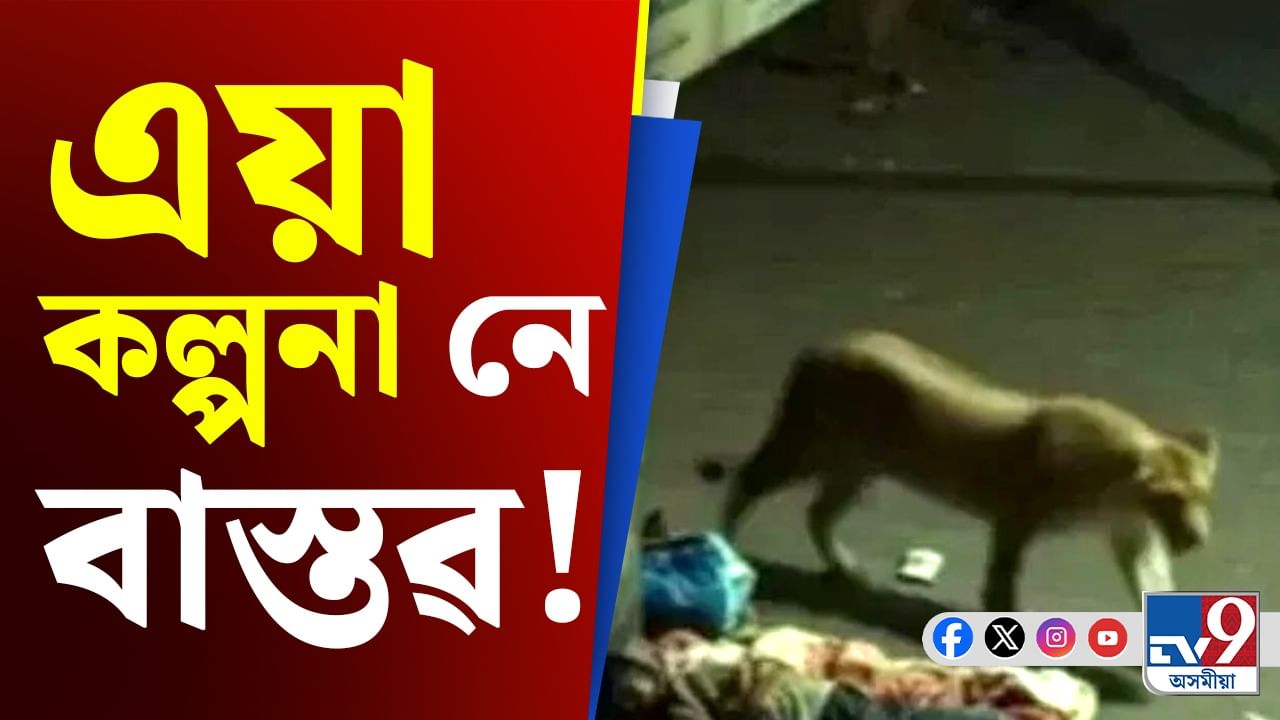 এয়া কি! শুই থকা ব্যক্তিৰ ওপৰতে উঠিল সিংহ, চকু থিৰ নেটিজেনৰ…