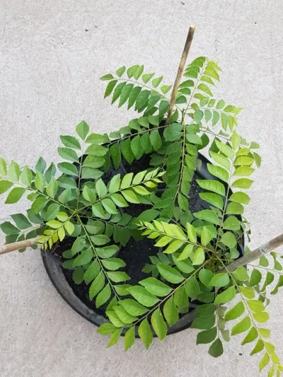 নৰসিংহৰ পাতে উজ্জ্বল কৰিব আপোনাৰ ছাল, জানক কিদৰে কৰিব ব্যৱহাৰ