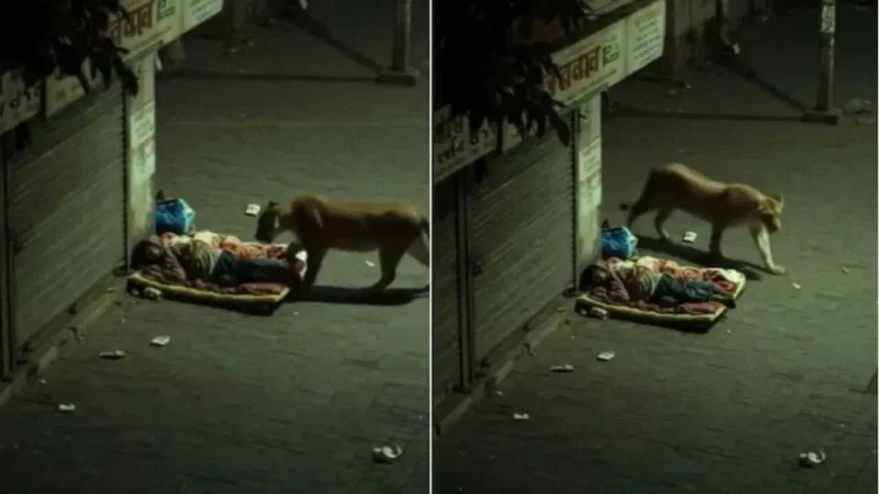 পথৰ কাষত শুই থকা ব্যক্তিৰ ওপৰতে উঠিল এক সিংহ, তাৰ পিছতে হ’ল এনে কাণ্ড…. পথৰ কাষত শুই থকা ব্যক্তিৰ ওপৰতে উঠিল এক সিংহ, তাৰ পিছতে হ’ল এনে কাণ্ড….