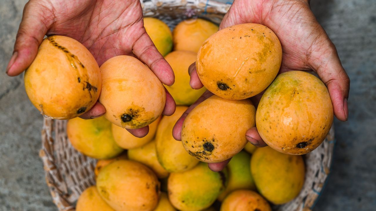 চতুৰ্থ কাৰণঃ ইয়াত থকা ভিটামিন আৰু খনিজ পদাৰ্থই বহু ধৰণৰ সমস্যাৰ বিৰুদ্ধে যুঁজ দিয়াত সহায় কৰে। ইয়াত ফাইবাৰৰ পৰিমাণ বেছি হোৱাৰ বাবে কোষ্ঠকাঠিন্য আৰু আন বহু পেটৰ সমস্যাৰ পৰা সকাহ দিয়ে। ই ভোক নিয়ন্ত্ৰণ কৰে। ছাল আৰু চুলিৰ বাবেও আম উপকাৰী বুলি কোৱা হয়। আমত উপলব্ধ দ্ৰৱণীয় ফাইবাৰে কলেষ্টেৰল হ্ৰাস কৰে। হায়দৰাবাদ বিশ্ববিদ্যালয়ৰ গৱেষণা প্ৰতিবেদনত কোৱা হৈছে যে আমে আলচাৰ কমোৱাতো সহায় কৰে।