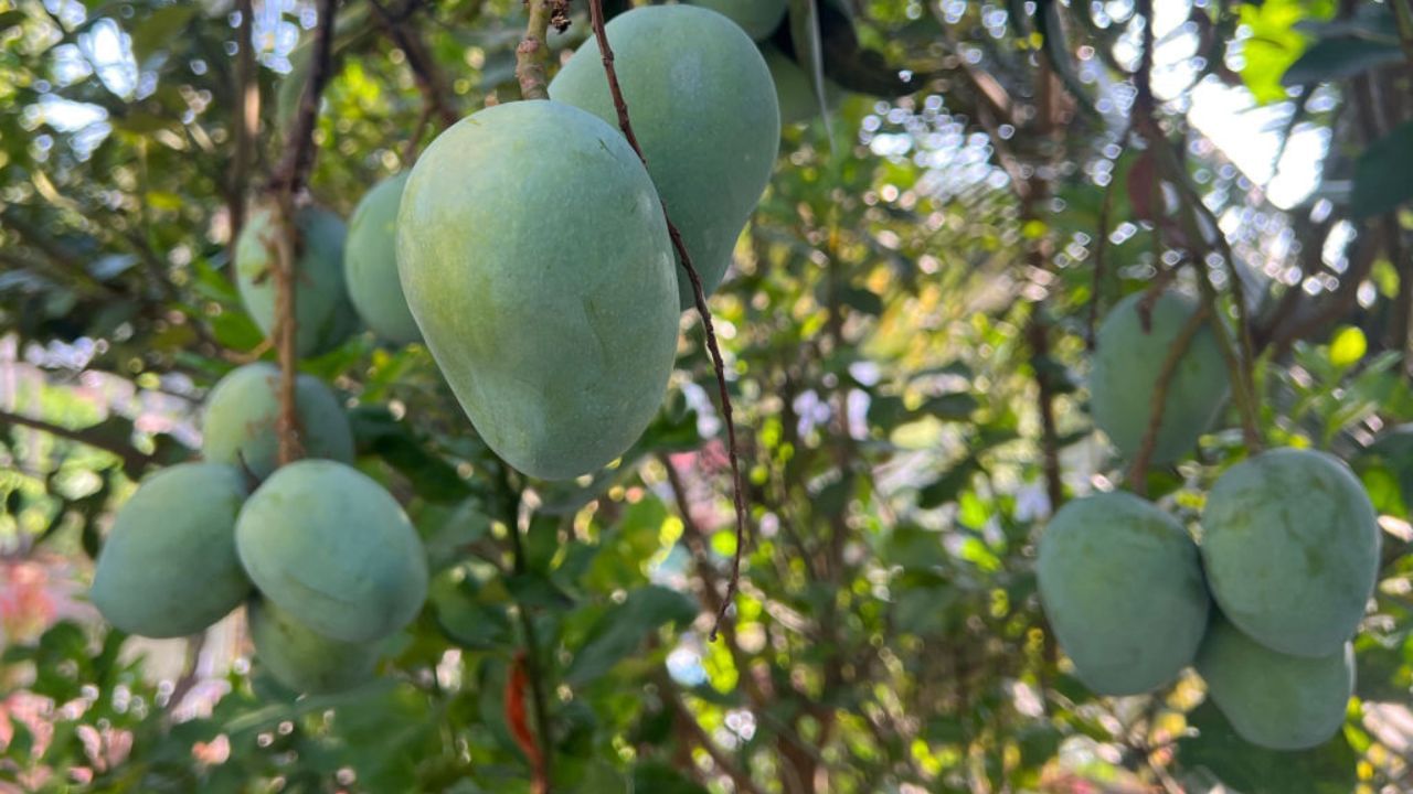 তৃতীয় কাৰণঃ ৱৰ্ল্ড পপুলেচন ৰিভিউৰ প্ৰতিবেদন অনুসৰি বিশ্বৰ ভিতৰতে আম উৎপাদনৰ ক্ষেত্ৰত ভাৰত আগশাৰীৰ। ২৬.৩ মেট্ৰিক টন আম উৎপাদনত প্ৰথম স্থানত আছে ভাৰত। ৪.১ মেট্ৰিক টন বাৰ্ষিক উৎপাদনেৰে ইণ্ডোনেছিয়া দ্বিতীয় স্থানত আৰু ৩.৮ মেট্ৰিক টন উৎপাদনেৰে চীন তৃতীয় স্থানত আছে। ভাৰতীয় আম সমগ্ৰ বিশ্বতে বিখ্যাত।
