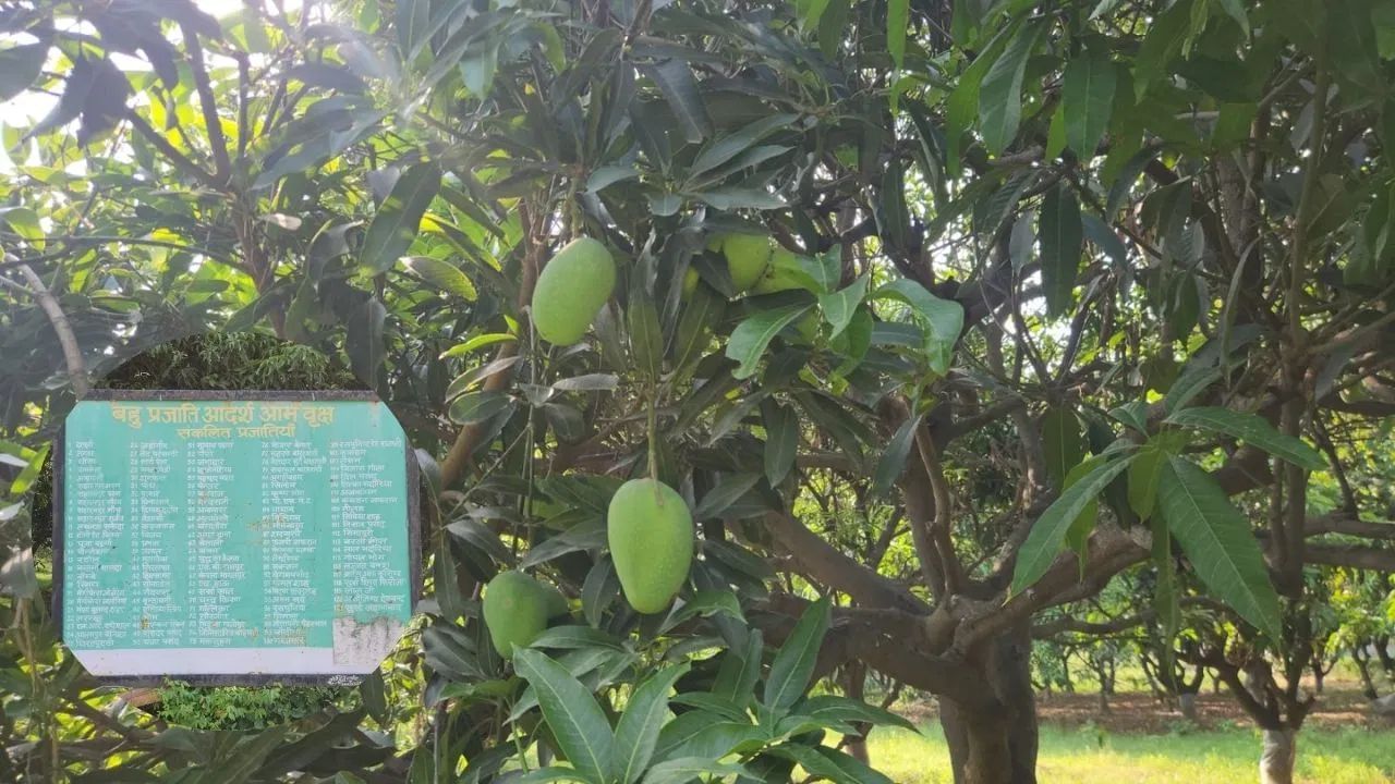 এজোপা গছত ১২১ প্ৰজাতিৰ আম! সোৱাদ ল’ব বিচাৰে নেকি আপুনি? যাব লাগিব এই স্থানলৈ… এজোপা গছত ১২১ প্ৰজাতিৰ আম! সোৱাদ ল’ব বিচাৰে নেকি আপুনি? যাব লাগিব এই স্থানলৈ…