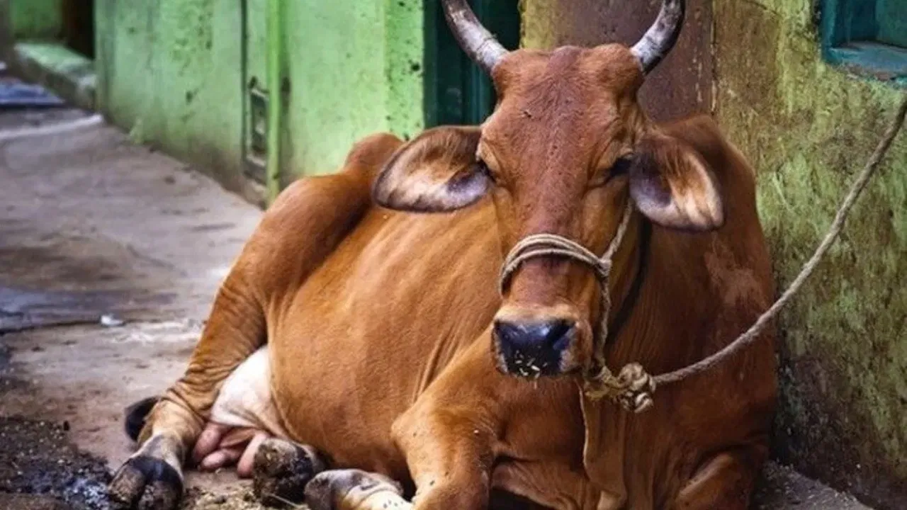 যদি আপুনি আপোনাৰ ঘৰৰ চাৰিওফালে বাৰে বাৰে গৰু দেখিবলৈ আৰম্ভ কৰে, তেন্তে বুজি লওক যে আপোনাৰ ভাগ্য উদয় হ'ব। ইয়াৰ বাহিৰেও যদি আপোনাৰ ঘৰৰ চাদত কুলিৰ মাত শুনাটোও শুভ লক্ষণ বুলি গণ্য কৰা হয়।