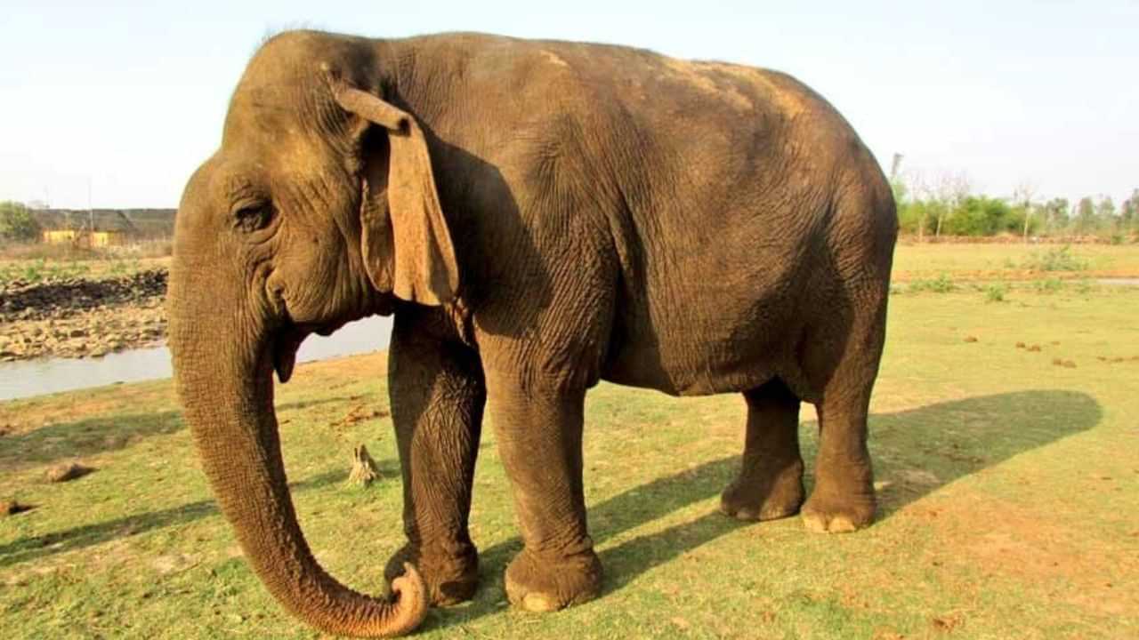 Elephant Vatsala: এছিয়াৰ আটাইতকৈ বয়সীয়াল হাতীজনীৰ মৃত্যু