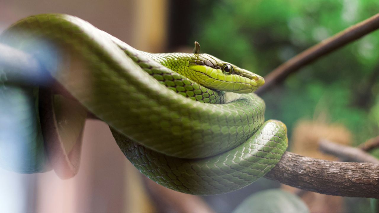 Snake In Dream