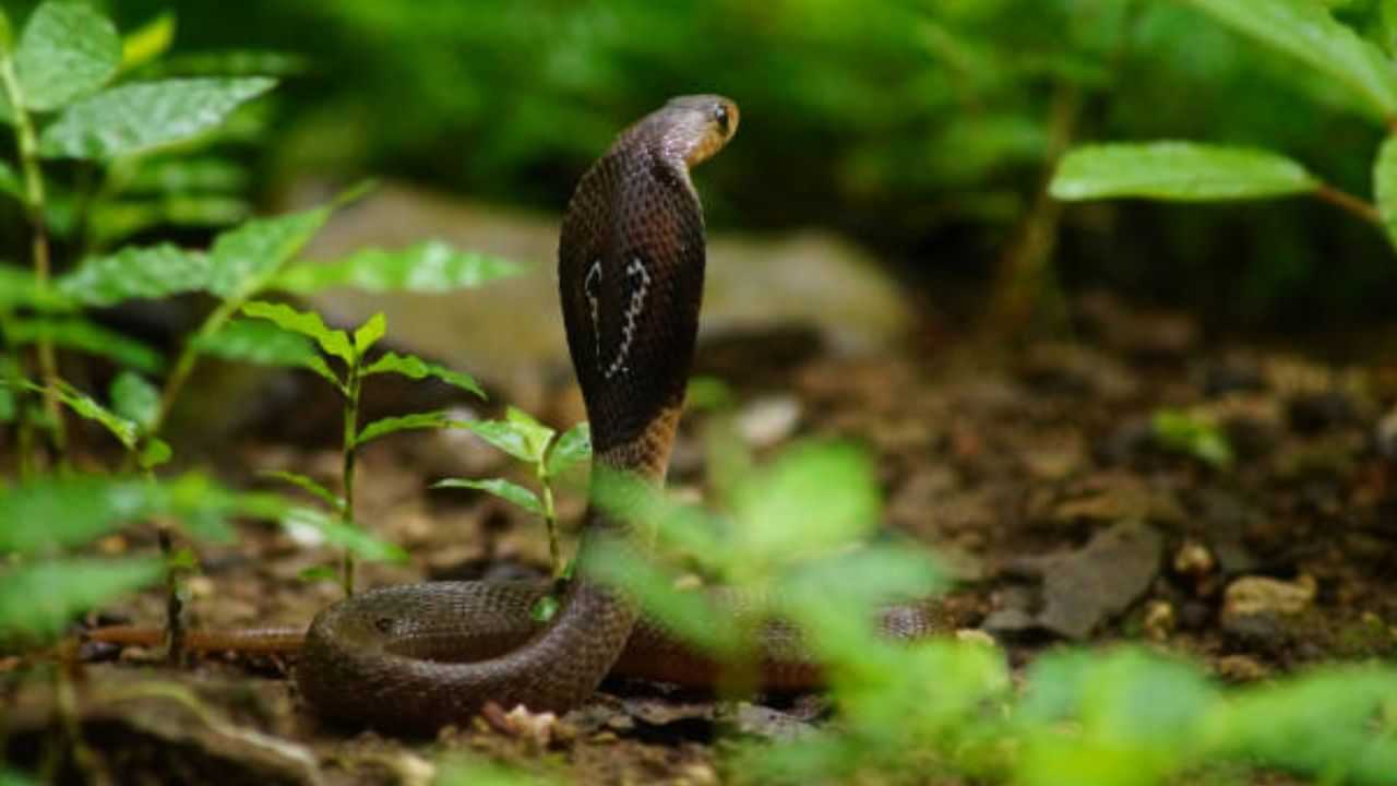 আজগৰক খুটিলে সাপে, ভিডিঅ কলত জাৰিলে বেজে...তাৰ পাছত কি হল?