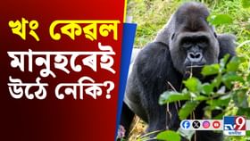 মৰমতে খং আৰু অভিমান! এই খং পিছে মানুহৰ নহয়, গৰিলাৰহে… মৰমতে খং আৰু অভিমান! এই খং পিছে মানুহৰ নহয়, গৰিলাৰহে…