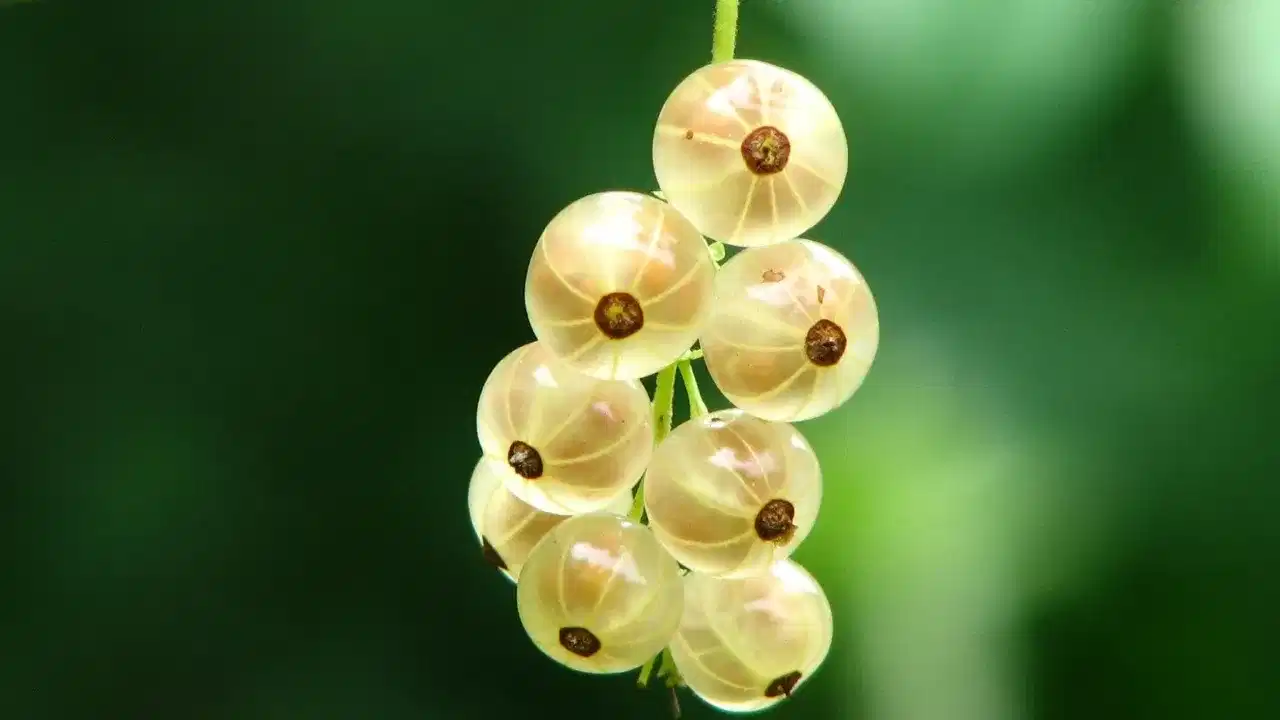দৈনিক খাওক সিজোৱা আমলখি, উপকাৰৰ কথা জানিলে হ’ব আচৰিত! দৈনিক খাওক সিজোৱা আমলখি, উপকাৰৰ কথা জানিলে হ’ব আচৰিত!