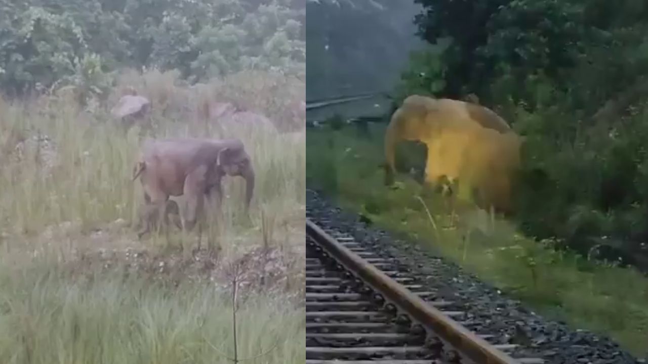 প্ৰায় দুঘণ্টাৰ বাবে বন্ধ কৰি দিয়া হ’ল ৰে’লৰ চলাচল, ৰে’ল পথতে সন্তান জন্ম দিলে এগৰাকী মাতৃয়ে প্ৰায় দুঘণ্টাৰ বাবে বন্ধ কৰি দিয়া হ’ল ৰে’লৰ চলাচল, ৰে’ল পথতে সন্তান জন্ম দিলে এগৰাকী মাতৃয়ে