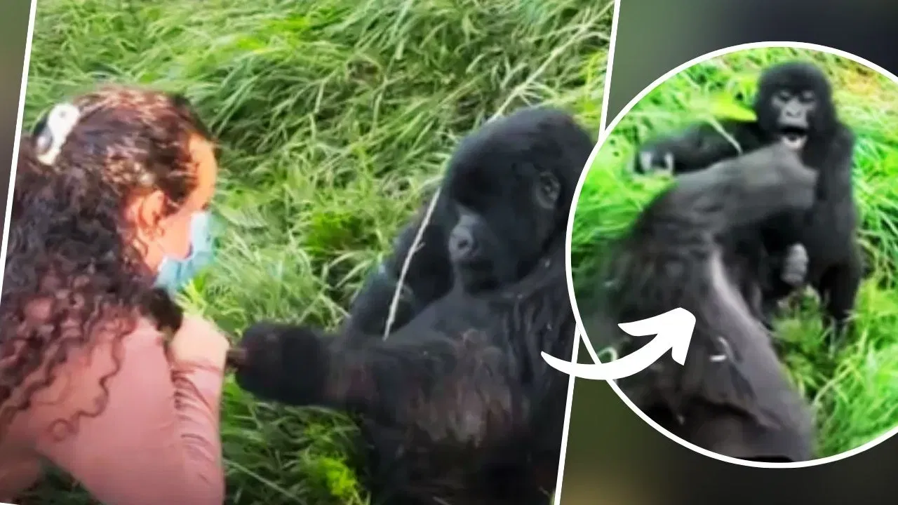 Viral Video: মৰমতে খং আৰু অভিমান! এই খং পিছে মানুহৰ নহয়, গোৰিলাৰহে… Viral Video: মৰমতে খং আৰু অভিমান! এই খং পিছে মানুহৰ নহয়, গোৰিলাৰহে…