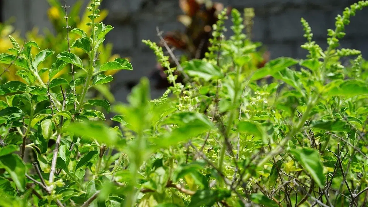 Holy Basil Tulsi Plant
