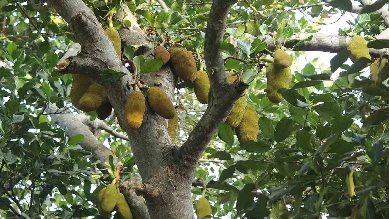 Jackfruit: কঁঠাল খাই ভাল পায়নে? গ্ৰীষ্মকালত পোৱা এই কঁঠালৰ আছে বহু উপকাৰী গুণ Jackfruit: কঁঠাল খাই ভাল পায়নে? গ্ৰীষ্মকালত পোৱা এই কঁঠালৰ আছে বহু উপকাৰী গুণ