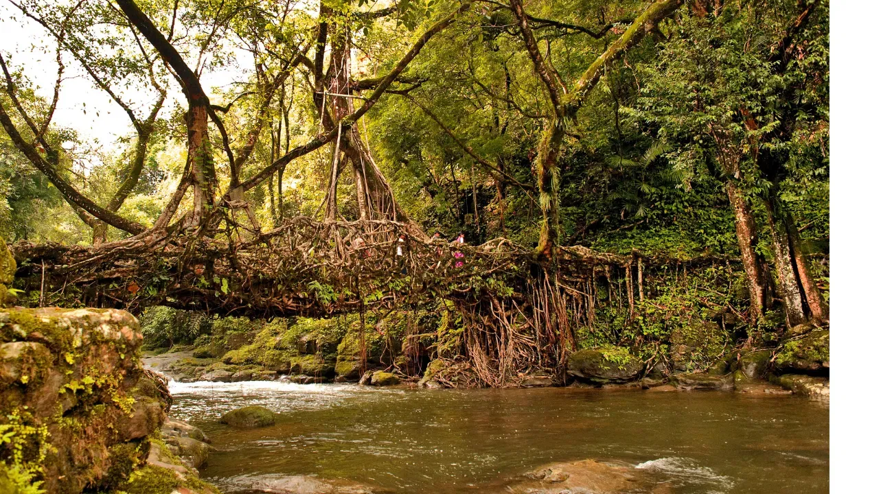 living root bridge: লিভিং ৰুট ব্ৰীজ এক ট্ৰেকিং পইন্ট। গুৱাহাটীৰ পৰা প্ৰায় ১৫৫ কিলোমিটাৰ দূৰত অৱস্থিত এই পৰ্যটনস্থলী। ইয়াত উপস্থিত হ'বৰ বাবে আপোনাক প্ৰায় ৫ ঘন্টা সময়ৰ প্ৰয়োজন হ'ব। এই ব্ৰীজখন প্ৰাকৃতিকভাৱে নিৰ্মাণ হৈছে। এই ব্ৰীজখনত উপস্থিত হ'বলৈ আপুনি ২০০০ তকৈ অধিক চিৰি খোজ কাঢ়িব লাগিব ।