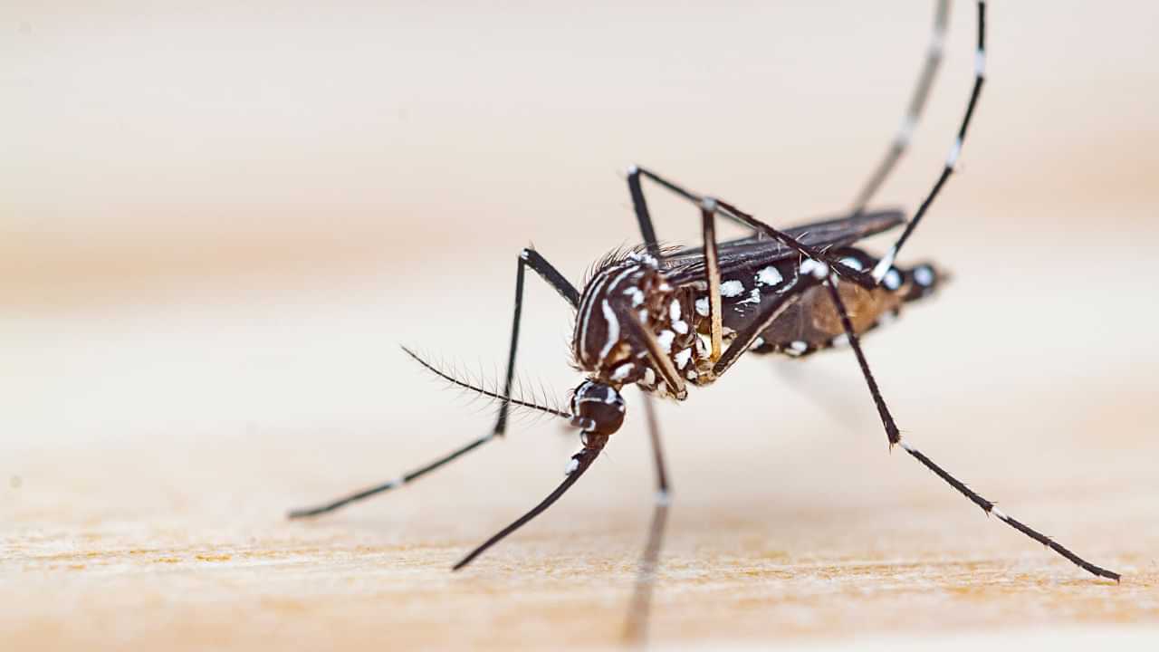 World Mosquito Day: মহৰ কামোৰত অতিষ্ঠ হৈছে নেকি? মহৰ কামোৰৰ পৰা পৰিত্ৰাণ পোৱাৰ সহজ উপায়