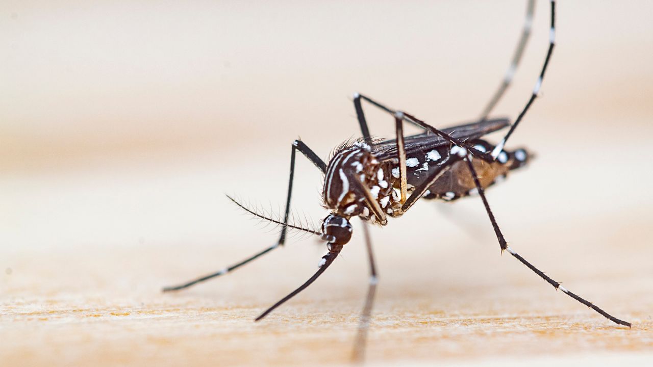 বৃদ্ধি পাইছে সংক্ৰমণ, Chikungunya ৰ লক্ষণবোৰ কি কি ? WHO য়ে জাৰি কৰিলে সতৰ্কবাণী… বৃদ্ধি পাইছে সংক্ৰমণ, Chikungunya ৰ লক্ষণবোৰ কি কি ? WHO য়ে জাৰি কৰিলে সতৰ্কবাণী…