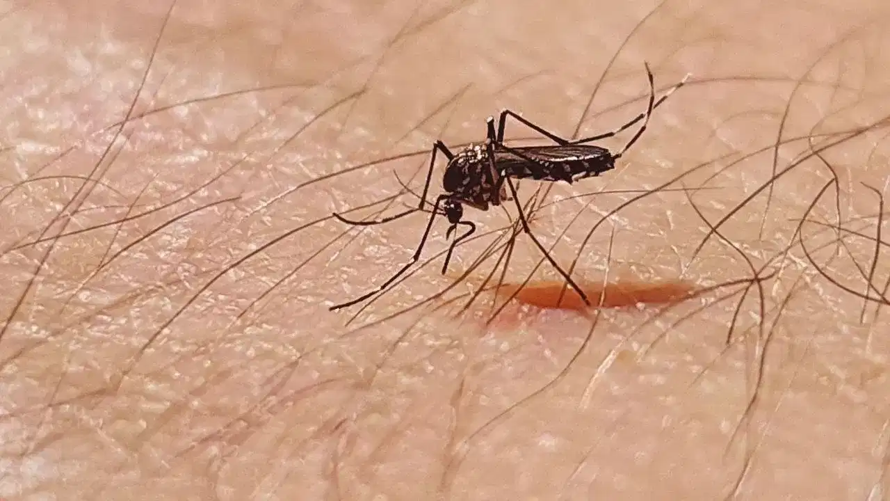 মহে কামোৰাৰ ফলত হোৱা চিকুংগুনিয়াৰ লক্ষণসমূহ কি কি জানেনে? জানক বিশেষজ্ঞৰ পৰা...