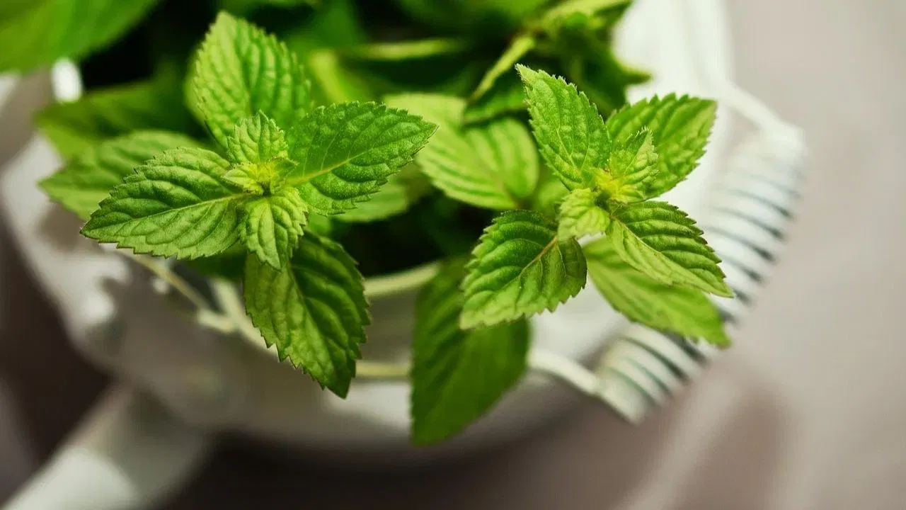 Peppermint Medicinal Plant Pudina