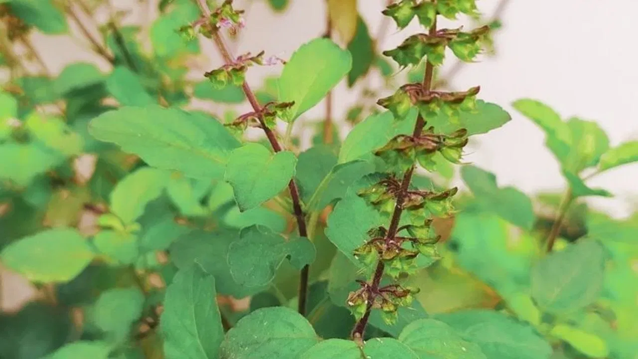 ধৰ্মীয় বিশ্বাস অনুসৰি তুলসীক পানী আগবঢ়াই নিতৌ পূজা কৰিলে মানুহৰ সকলো পাপ নাশ হয়। মৃত্যুৰ সময়ত গংগা পানীৰ সৈতে তুলসী মুখত ৰাখিলে আত্মাই শান্তি আৰু মোক্ষ লাভ কৰে।
