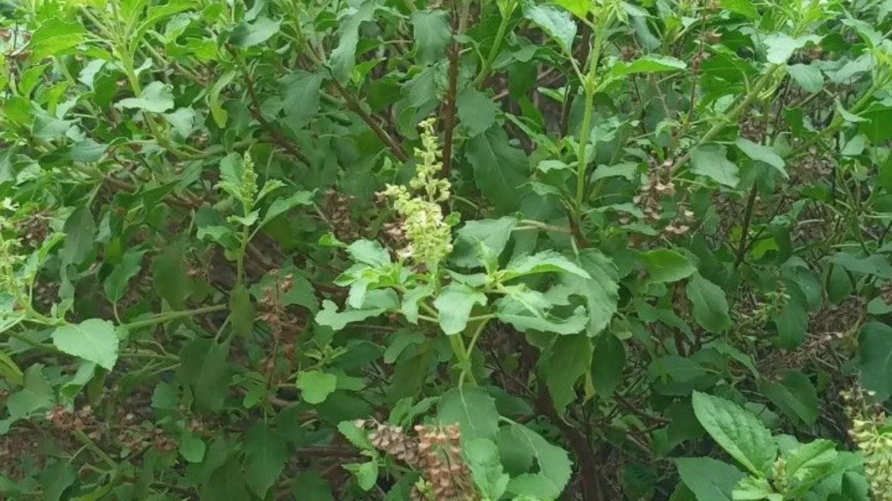 জ্যোতিষ শাস্ত্ৰৰ মতে, তুলসীক পানী আগবঢ়োৱাৰ ফলত ৰাশিফলত উপস্থিত থকা বহুতো গ্ৰহৰ দোষ দূৰ হয়, বিশেষকৈ বৃহস্পতি গ্ৰহৰ লগত জড়িত দোষবোৰ দূৰ হয়।