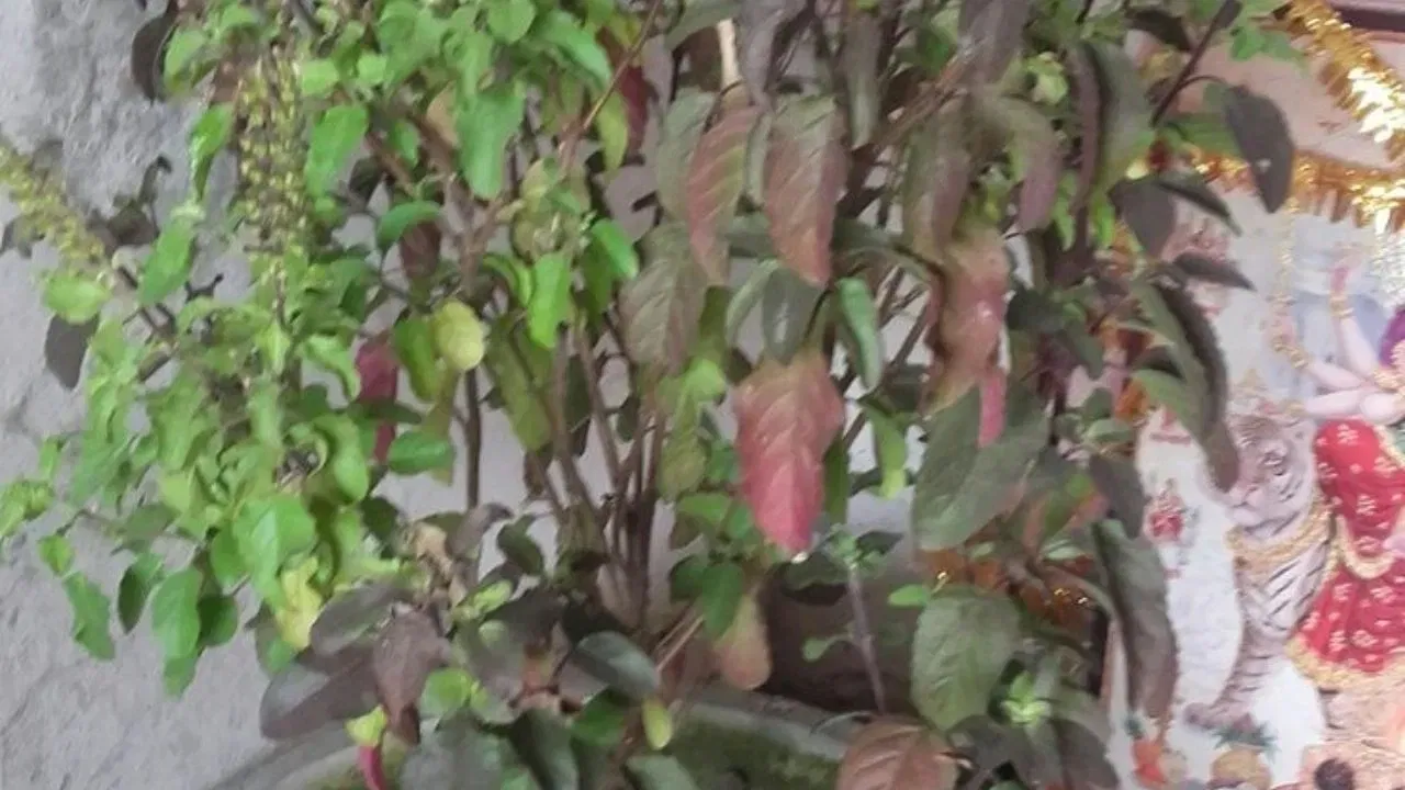 শাওনত সঁচা ভক্তিৰে তুলসী পূজা কৰিলে ভক্তৰ সকলো কামনা পূৰণ হয়। আপোনাৰ বিশেষ ইচ্ছা পূৰণৰ বাবে তুলসী মাৰ ওচৰত প্ৰাৰ্থনা কৰাটো অত্যন্ত ফলদায়ক।