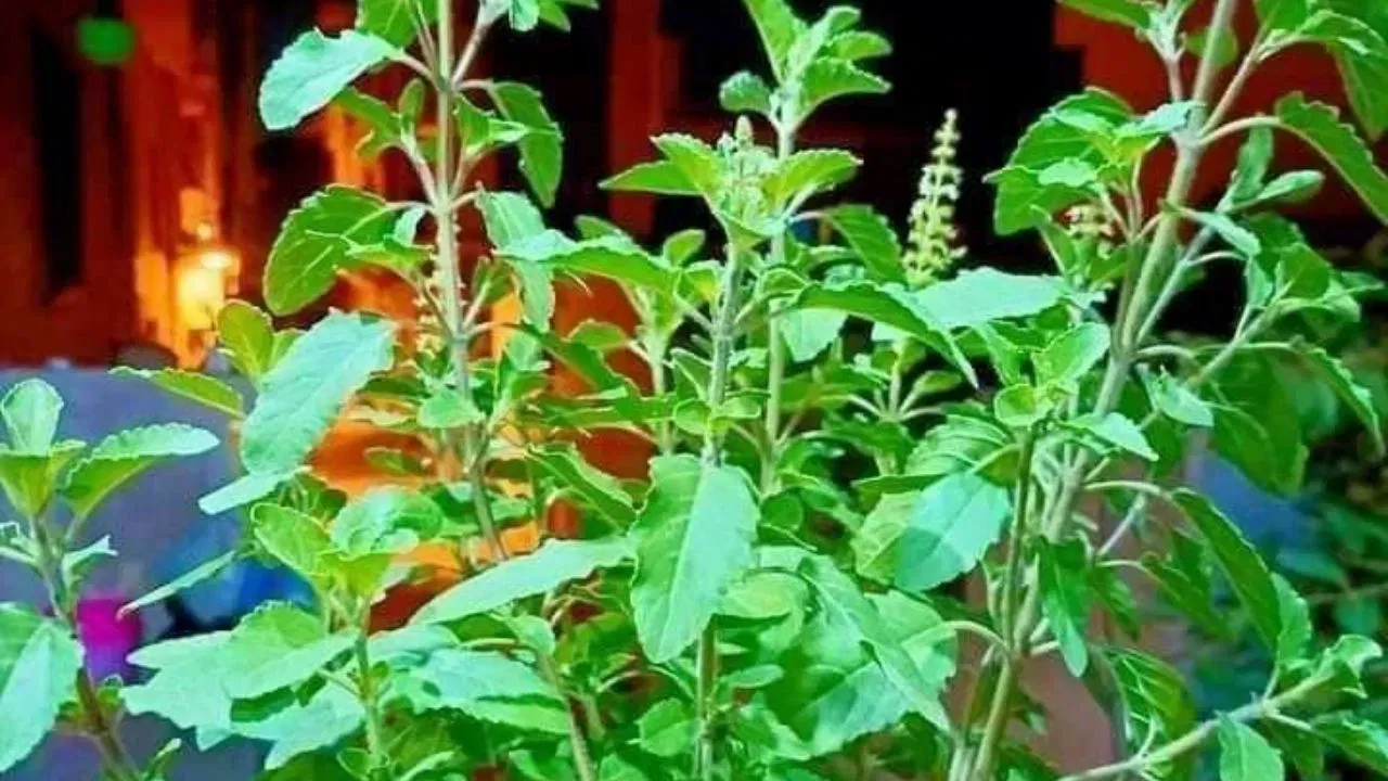 তুলসীৰ ঔষধি গুণেও ইয়াক ধৰ্মীয় গুৰুত্ব প্ৰদান কৰে। ই বায়ু বিশুদ্ধ কৰে আৰু ইয়াৰ উপৰিও ই এক প্ৰাকৃতিক এন্টিচেপ্টিক, যাৰ বাবে ই ঘৰৰ বাবে এক পবিত্ৰ আৰু উপকাৰী উদ্ভিদ। শাওন মাহটো বাৰিষা, য’ত তুলসী দ্ৰুতগতিত বৃদ্ধি পায়, যাৰ বাবে ইয়াক ৰোপণৰ এক উৎকৃষ্ট সময়।