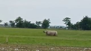 ডিমৌত পুৱাতেই জনাঞ্চলত ওলাল গঁড়, শংকিত গঞা