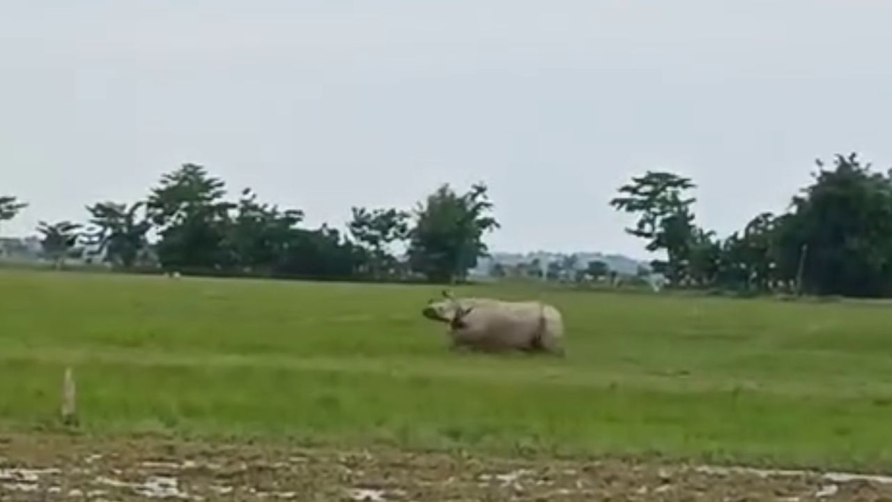 ডিমৌত পুৱাতেই জনাঞ্চলত ওলাল গঁড়, শংকিত গঞা