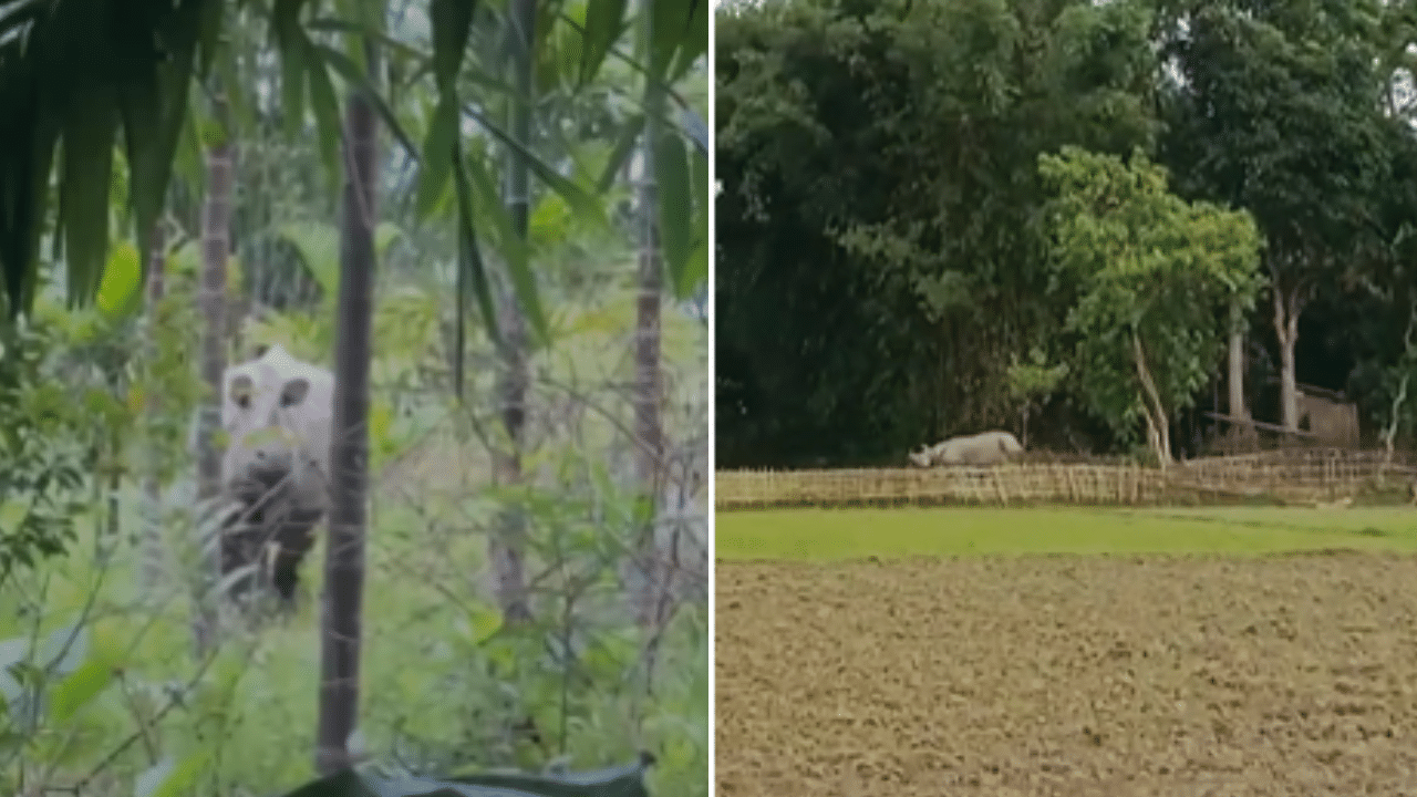 জনাঞ্চলত গঁড়ৰ মুক্ত বিচৰণ, আতংকিত গঞা...