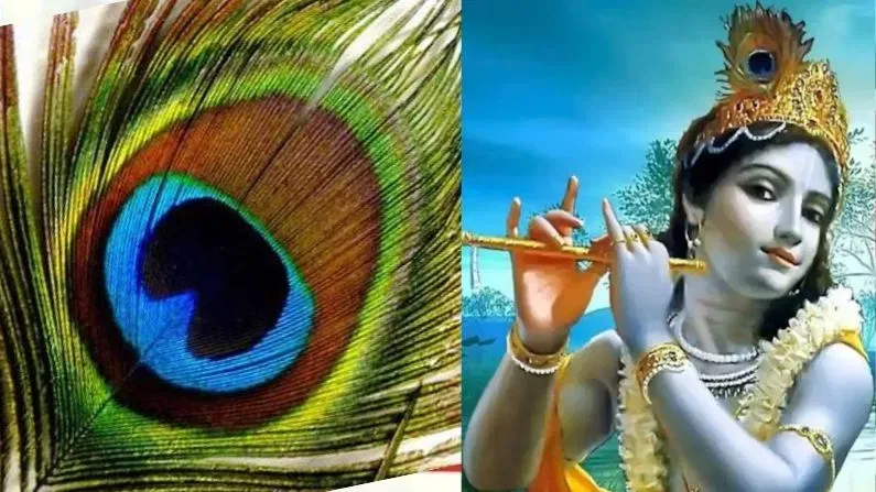 Krishna Janmashtami 2025: ভগৱান শ্ৰীকৃষ্ণৰ মুকুটত কিয় ময়ূৰৰ পাখি থাকে? জানক এই কাহিনী