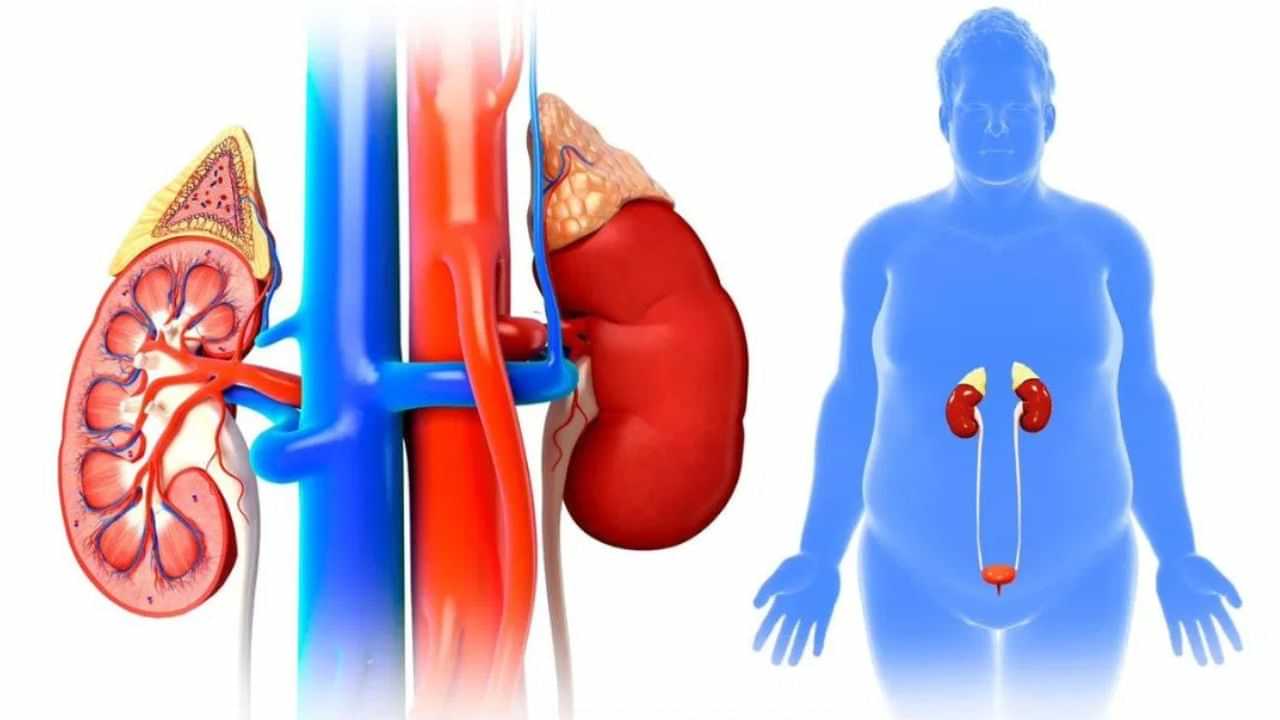 Fatty Kidney Disease: সাৱধান, এই ভুলৰ বাবে আপোনাৰো হব পাৰে ফেটি কিডনীৰ সমস্যা...