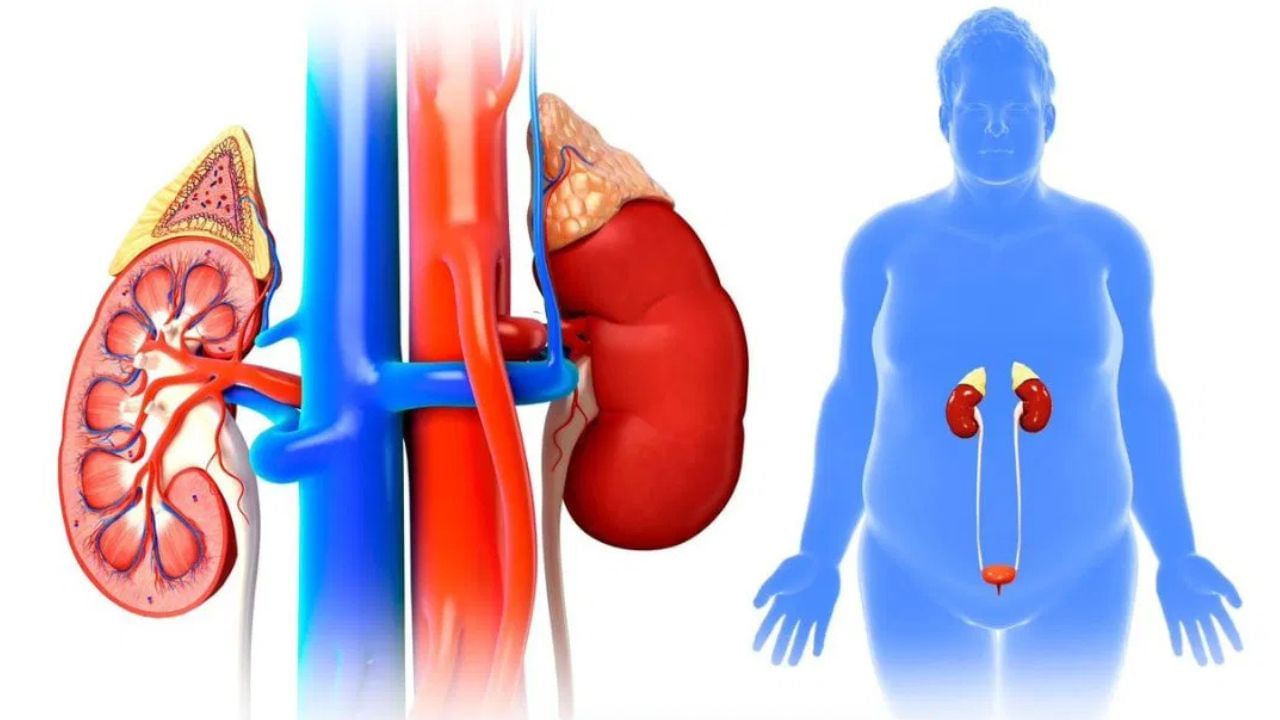 Fatty Kidney Disease: সাৱধান, এই ভুলৰ বাবে আপোনাৰো হ’ব পাৰে ফেটি কিডনীৰ সমস্যা… Fatty Kidney Disease: সাৱধান, এই ভুলৰ বাবে আপোনাৰো হ’ব পাৰে ফেটি কিডনীৰ সমস্যা…