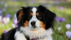 Dog Milk Astrology : প্ৰতিদিনে খুৱাওক কুকুৰক গাখীৰ, দূৰ হ’ব আপোনাৰ গ্ৰহ দোষ! Dog Milk Astrology : প্ৰতিদিনে খুৱাওক কুকুৰক গাখীৰ, দূৰ হ’ব আপোনাৰ গ্ৰহ দোষ!...