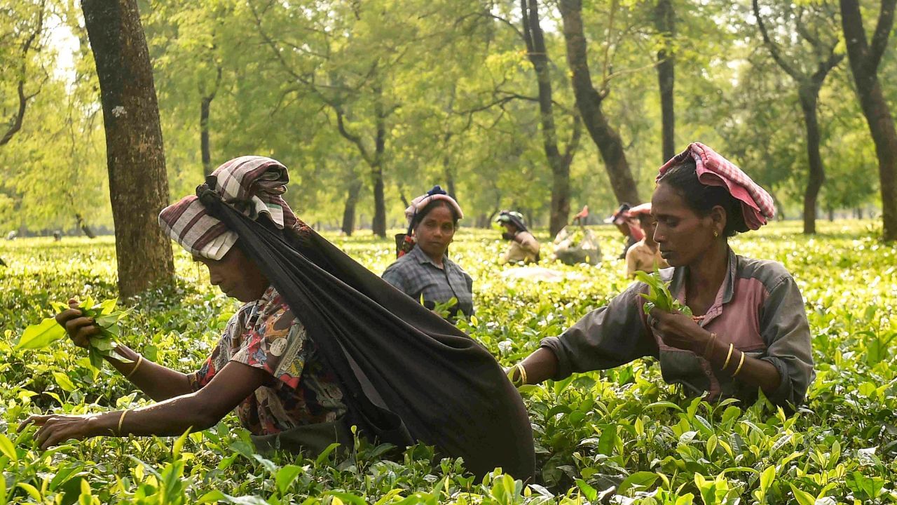 ৰাজ্যত চাহ উৎপাদন প্ৰায় ৩০ শতাংশ হ্ৰাস, উচিত মূল্য নোপোৱাত পানীত হাঁহ নচৰা অৱস্থা ক্ষুদ্ৰ চাহ খেতিয়কৰ ৰাজ্যত চাহ উৎপাদন প্ৰায় ৩০ শতাংশ হ্ৰাস, উচিত মূল্য নোপোৱাত পানীত হাঁহ নচৰা অৱস্থা ক্ষুদ্ৰ চাহ খেতিয়কৰ