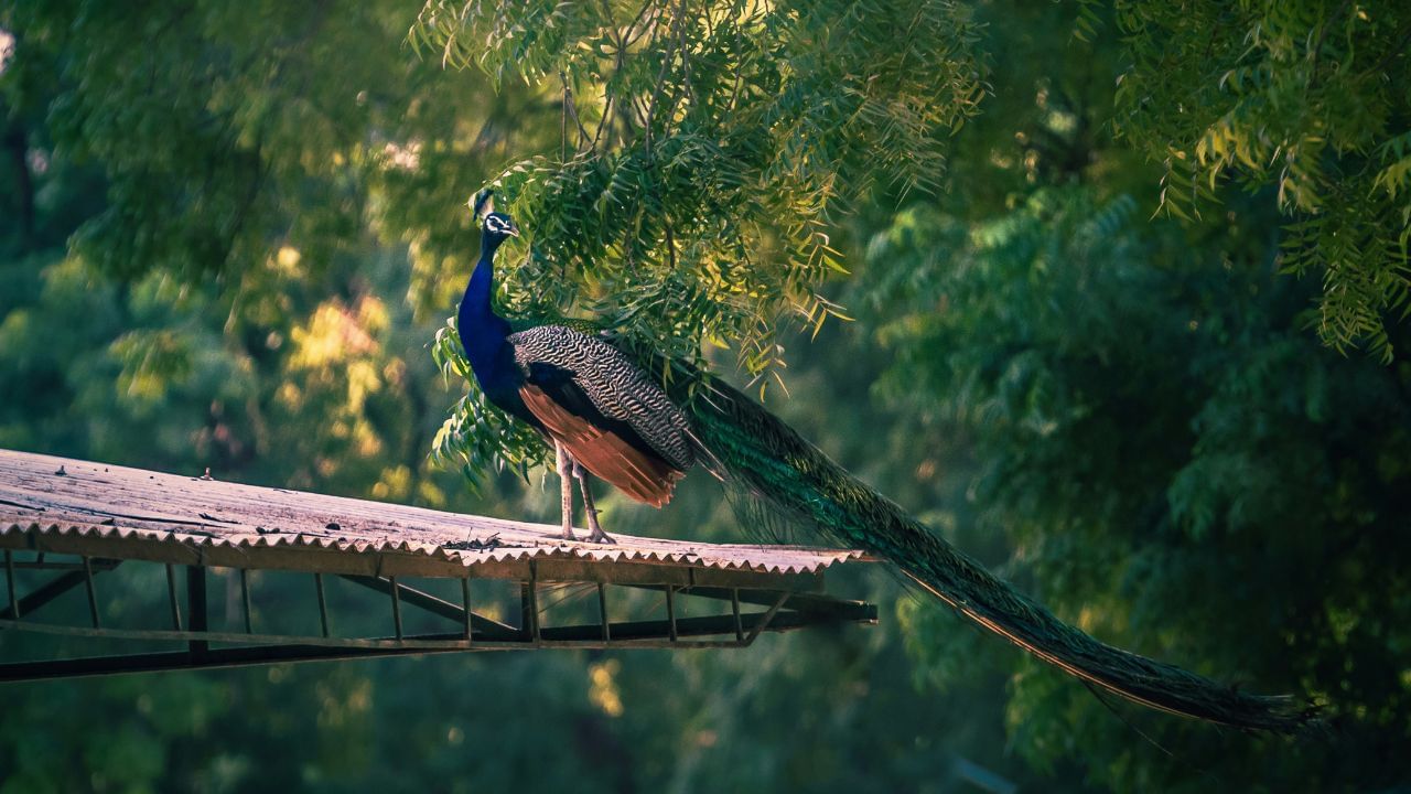 ময়ুৰ দেখাটো শুভ নে অশুভঃ হিন্দু ধৰ্মত ময়ুৰক ভগৱান শ্ৰীকৃষ্ণৰ প্ৰিয় হিচাপে গণ্য কৰা হয়। একে সময়তে ময়ুৰ ভগৱান কাৰ্তিকৰো বাহন। স্বপ্ন শাস্ত্ৰ মতে, সপোনত ময়ুৰ দেখাটো অতি শুভ বুলি গণ্য কৰা হয়। কিন্তু কোনো কোনো পৰিস্থিতিত যেনে মাটিত বহি থকা, মৃত বা যুদ্ধ কৰা ময়ুৰ ময়ুৰ দেখাটো অশুভ।