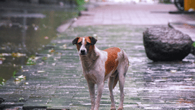 পথৰ পৰা আঁতৰ কৰিব লাগিব সকলো কুকুৰ! সৰ্বোচ্চ ন্যায়ালয়ৰ সিদ্ধান্ত