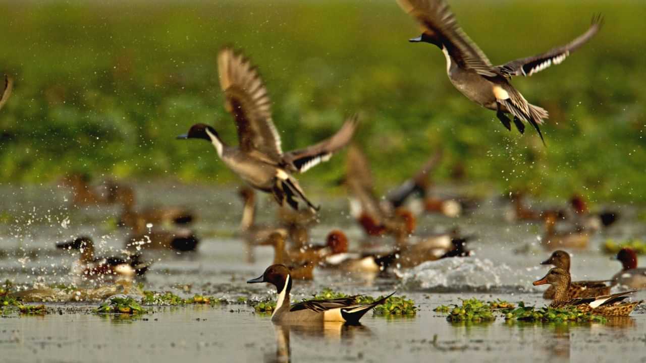 ৰাজ্যৰ জৈৱ-বৈচিত্ৰৰ প্ৰতি ভাবুকি ! বেদখলৰ কৱলত হাজাৰ হাজাৰ বিঘা জলাশয়, চৰকাৰী প্ৰতিবেদনত প্ৰকাশ...