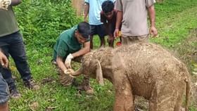 ৩ দিন ধৰি বাগিচাৰ নলাত আৱদ্ধ এটি কণমানি হাতী পোৱালী, তাৰ পিছত.., ৩ দিন ধৰি বাগিচাৰ নলাত আৱদ্ধ এটি কণমানি হাতী পোৱালী, তাৰ পিছত..,