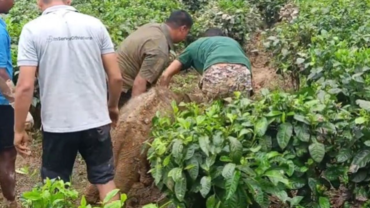 কোনেও লক্ষ্য কৰা নাছিল হাতী পোৱালীটো। অৱশেষত প্ৰায় তিনিদিনৰ অন্তত নলাত আৱদ্ধ হাতী পোৱালীটো প্ৰত্যক্ষ কৰে চাহপাত চিঙিবলৈ অহা শ্ৰমিকে।