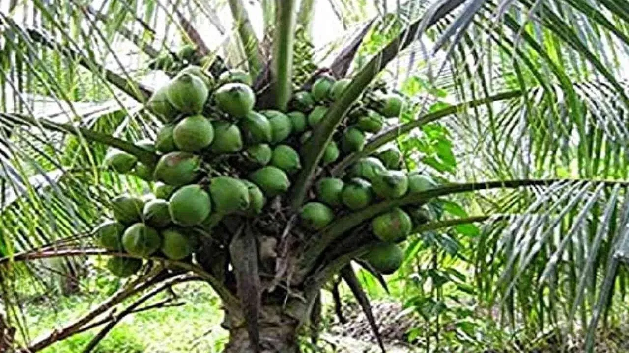 ঘৰৰ সন্মুখত নাৰিকল গছ ৰোপণ কৰাটো ভাল নে বেয়া? বাস্তু শাস্ত্ৰই কি কয় জানক… ঘৰৰ সন্মুখত নাৰিকল গছ ৰোপণ কৰাটো ভাল নে বেয়া? বাস্তু শাস্ত্ৰই কি কয় জানক…