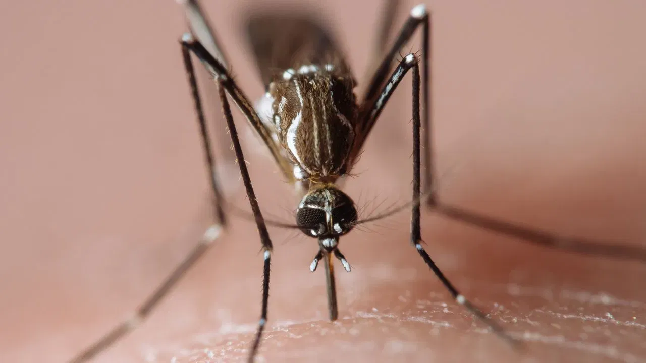 Dengue Symptoms: ডেংগু হোৱাৰ কিমান দিন পিছত ইয়াৰ লক্ষণে দেখা দিয়ে? চিকিৎসকৰ পৰা জানক… Dengue Symptoms: ডেংগু হোৱাৰ কিমান দিন পিছত ইয়াৰ লক্ষণে দেখা দিয়ে? চিকিৎসকৰ পৰা জানক…