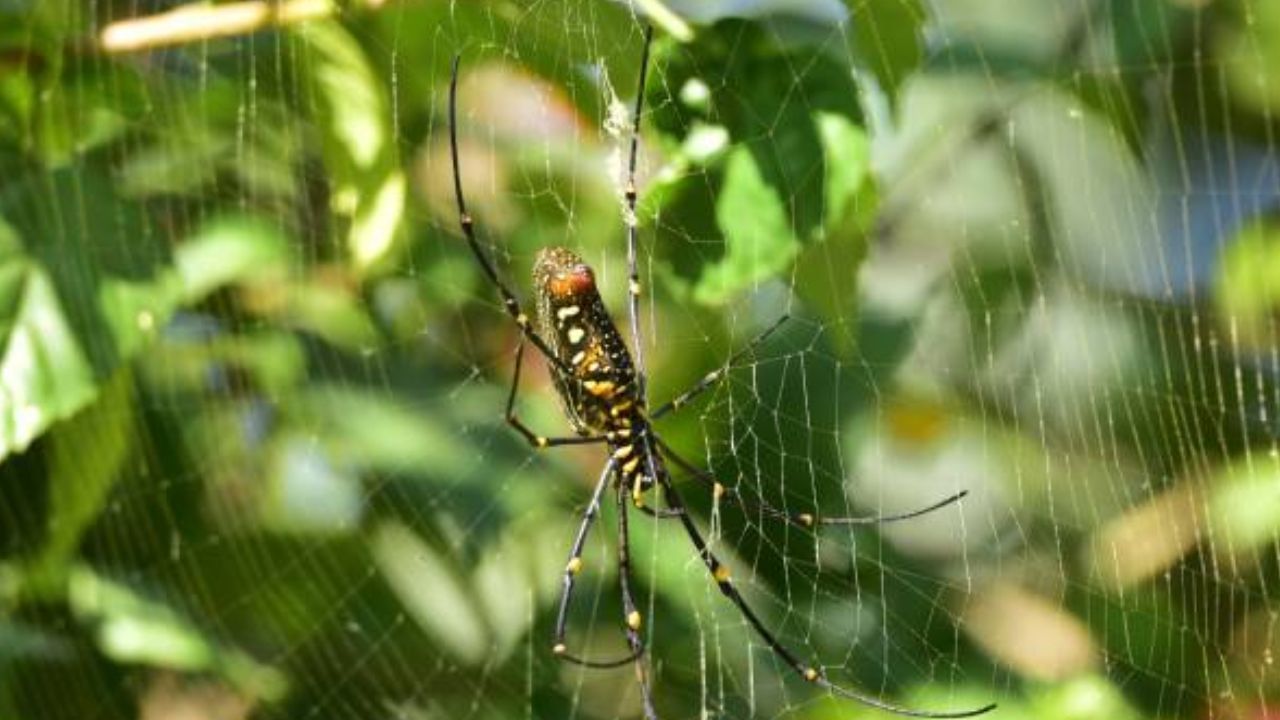 কাজিৰঙা ৰাষ্ট্ৰীয় উদ্যানত ২৮৩ প্ৰকাৰৰ পতংগ আৰু মকৰাৰ সন্ধান লাভ