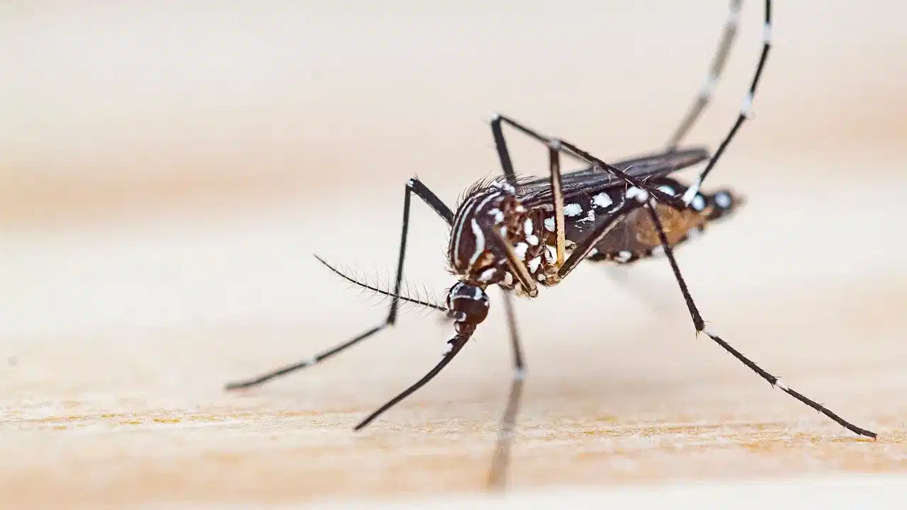 মেলেৰিয়াৰ প্ৰাৰম্ভিক লক্ষণসমূহ কি কি? কেনেকৈ প্ৰতিৰোধ কৰিব পাৰি জানক...