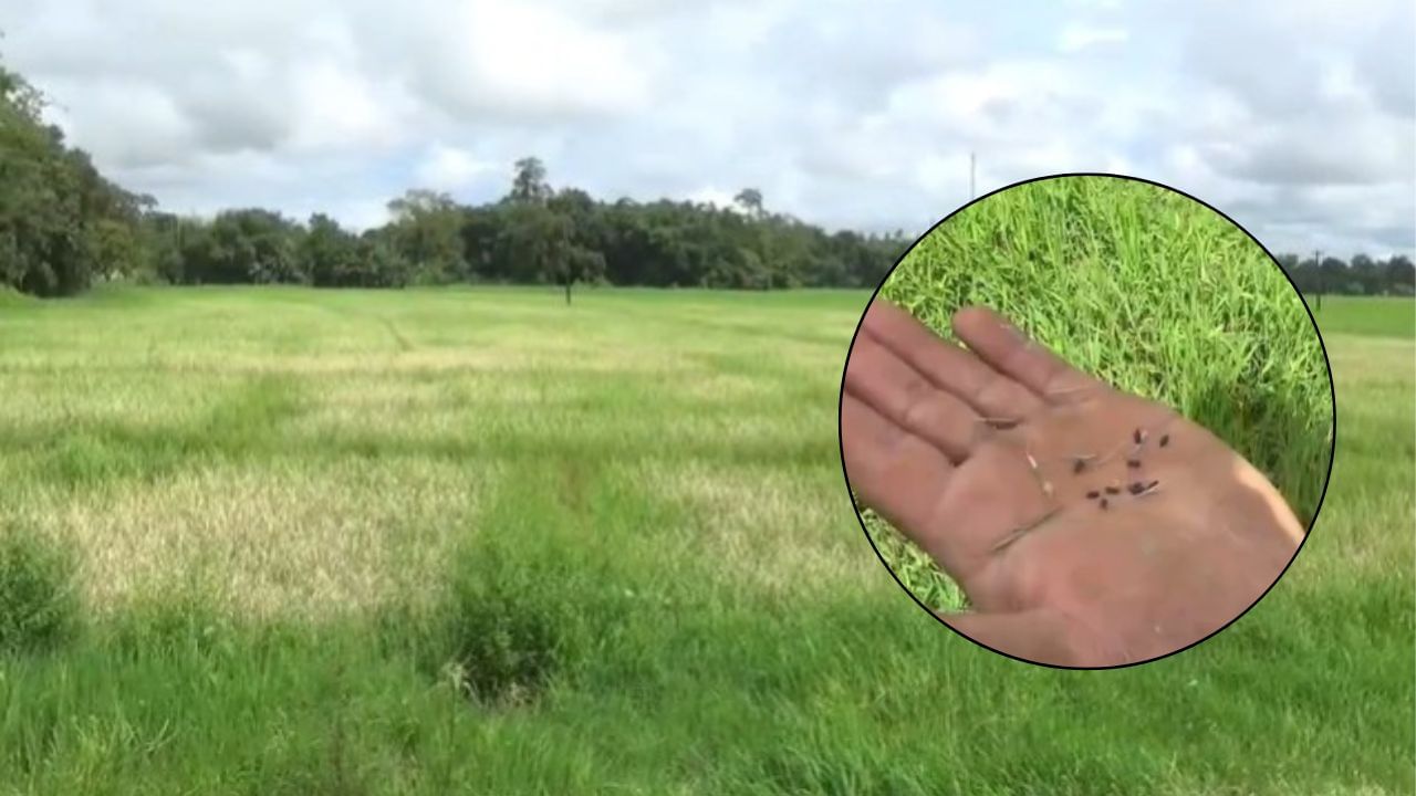 ডিব্ৰুগড়ৰ কোটোহাত শ শ বিঘা খেতি পথাৰত চৰহা পোকৰ উপদ্ৰৱ