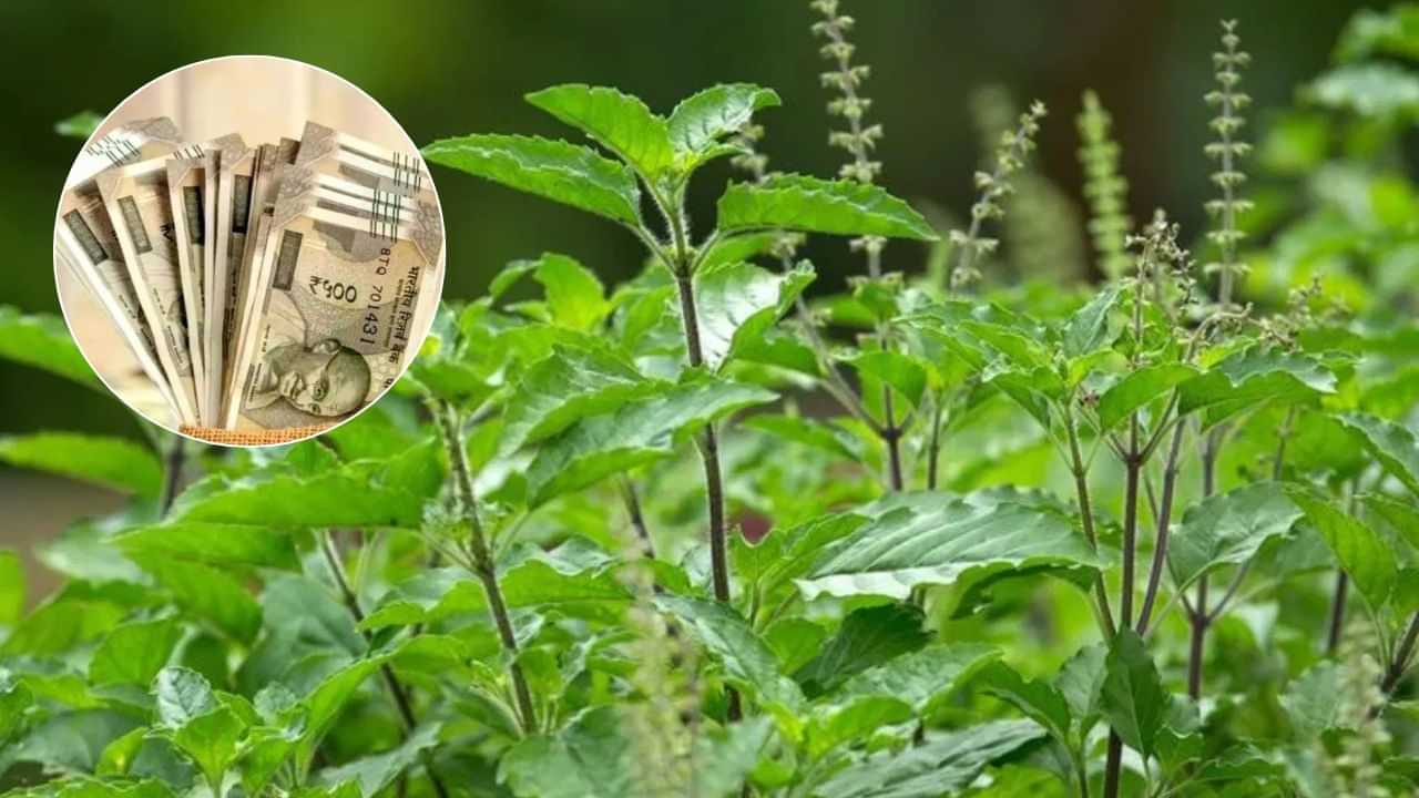 উপাৰ্জনৰ তুলনাত খৰচ বেছি হৈছে নেকি? তুলসী গছৰ এই প্ৰতিকাৰ কৰক...