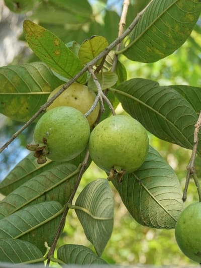 উচ্চ ৰক্তচাপৰ পৰা ডায়েবেটিছলৈ… বহু সমস্যা দূৰ কৰিব মধুৰীআমে!