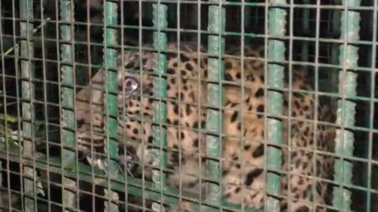 ৰাজ্যত অব্যাহত আছে বাঘৰ সন্ত্ৰাস। বহু ঠাইত জনাঞ্চলত প্ৰায়ে মুক্ত বিচৰণ কৰে বাঘে।
