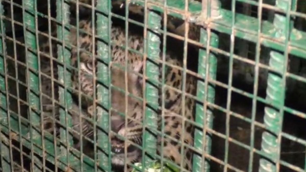 অৱশেষত দেওবাৰে সাপেখাতী বিহুবৰ চাহ বাগিচাত বন বিভাগে পতা পিঞ্জৰাত আৱদ্ধ হয় বাঘটো। ইয়াৰ পিছতে এতিয়া অঞ্চলবাসীয়ে স্বস্তিৰ নিশ্বাস লয়।