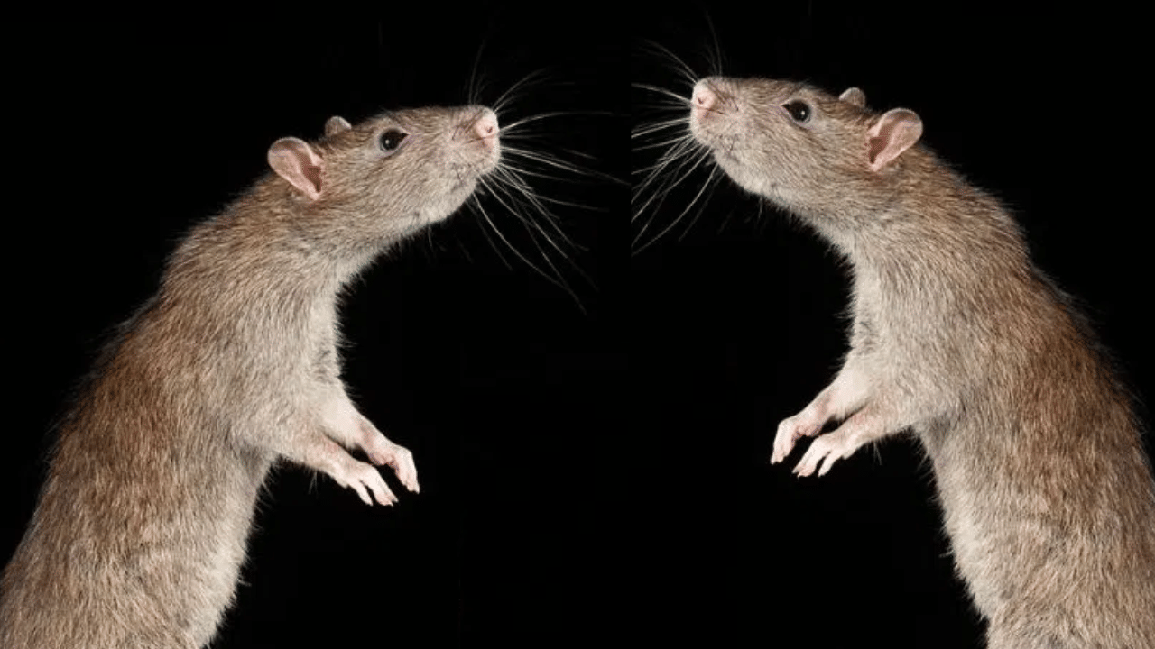 সহজভাৱে নলব! নিগনিয়ে কামোৰাৰ ফলত হব পাৰে এই গুৰুতৰ ৰোগ... সহজভাৱে নলব! নিগনিয়ে কামোৰাৰ ফলত হব পাৰে এই গুৰুতৰ ৰোগ...