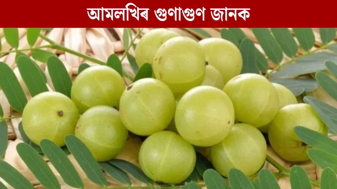 নাকৰ পৰা তেজ ওলোৱা বেমাৰৰ মহৌষধ আমলখি! জানক উপকাৰী গুণৰ বিষয়ে... নাকৰ পৰা তেজ ওলোৱা বেমাৰৰ মহৌষধ আমলখি! জানক উপকাৰী গুণৰ বিষয়ে...