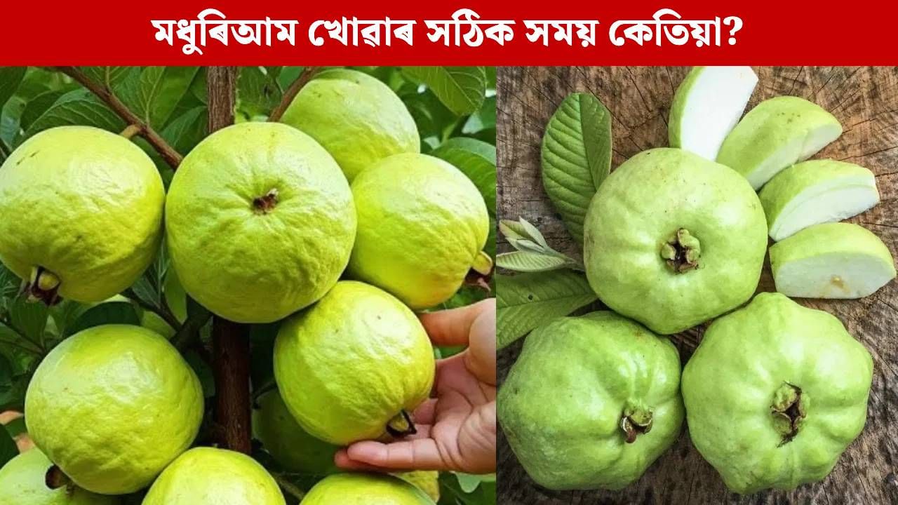 আচৰিত গুণেৰে ভৰপূৰ মধুৰিআম, কেনেদৰে খালে পাব অধিক উপকাৰিতা? আচৰিত গুণেৰে ভৰপূৰ মধুৰিআম, কেনেদৰে খালে পাব অধিক উপকাৰিতা?
